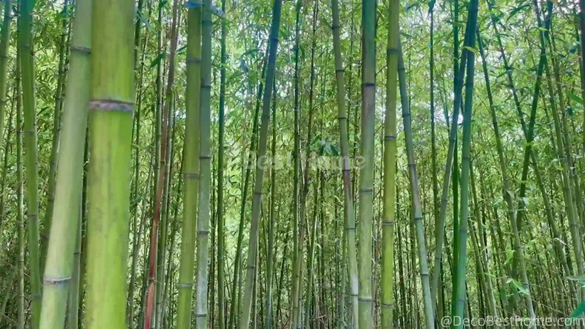 Jiangxi Gui Bamboo: The Southern Powerhouse of Sustainable Construction